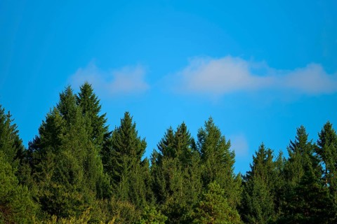 A dense forest under a clear blue sky that conveys a feeling of peace and closeness to nature,