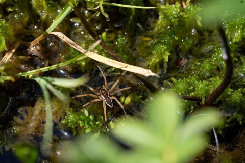Raft spider (Dolomedes fimbriatus), in the water between peat moss in the moor, Black Forest,