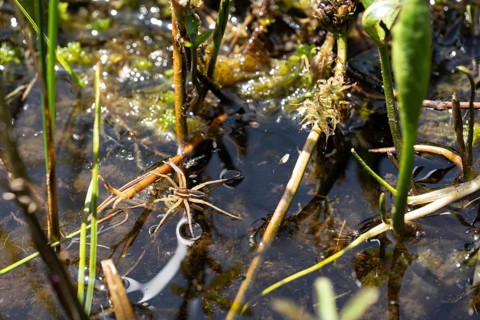 Raft spider (Dolomedes fimbriatus), in the water between peat moss in the moor, Black Forest,