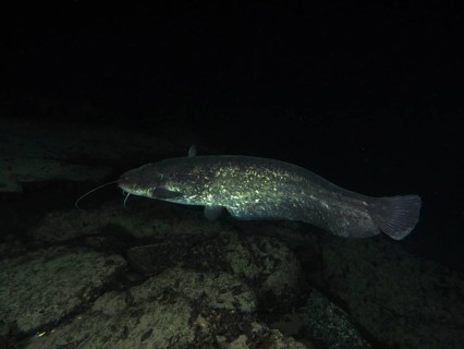 A catfish swims in a dark, rocky water environment. Dive site Klosterinsel, Rheinau, Canton Zurich,