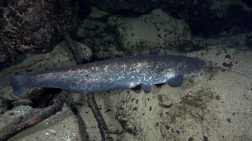 A long catfish (Silurus glanis), Waller, gliding along a sandy bottom. Dive site Klosterinsel,