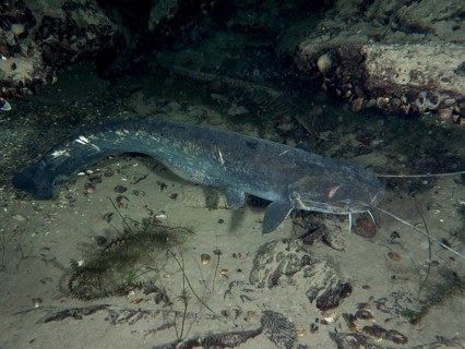 A catfish (Silurus glanis), Waller, on a sandy bottom with surrounding rocks. Dive site