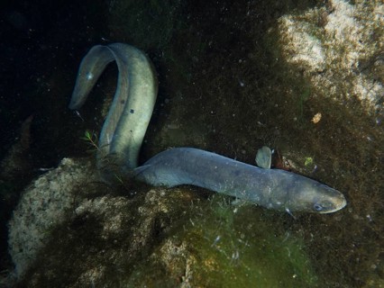 A bent European eel (Anguilla anguilla) moves between rocks and plants. Dive site Klosterinsel,