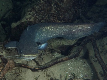 A large catfish (Silurus glanis), Waller, lies between rocks and wood. Dive site Klosterinsel,