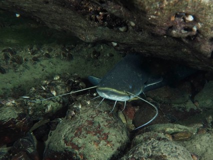 A catfish (Silurus glanis), Waller, hiding under a stone. Dive site Klosterinsel, Rheinau, Canton