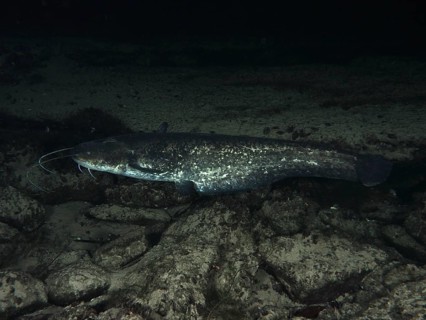 A catfish (Silurus glanis), Waller, swimming in the dark over stones. Dive site Klosterinsel,
