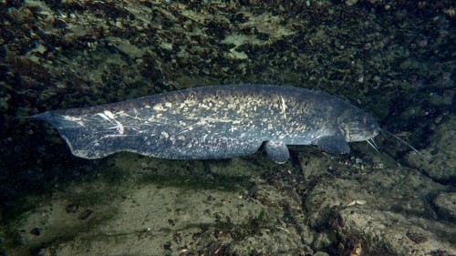 A large catfish (Silurus glanis), Waller, rests in front of a rocky underwater wall. Dive site