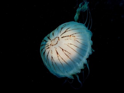 Compass jellyfish (Chrysaora hysoscella) against a dark background. Dive site Renvyle, Co. Galway,