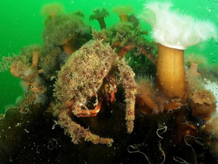 Spider crab (Maja squinado) camouflages itself with algae in the green water. Dive site Rinvyle, Co
