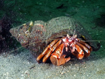 Striped hermit crab (Pagurus anachoretus) with snail shell in the underwater world. Dive site