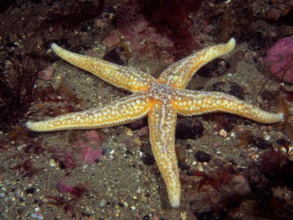Common Starfish (Asterias rubens) lies on a sandy seabed. Dive site Ballycastle North, County