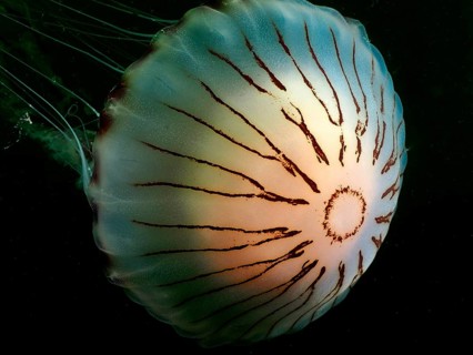 Compass jellyfish (Chrysaora hysoscella) with long tentacles in the dark. Dive site Rinvyle, Co.