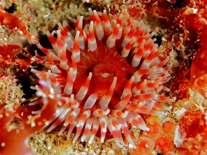 Red sea anemone, Dahlia anemone (Urticina felina), with tentacles spread out on the seabed. Dive