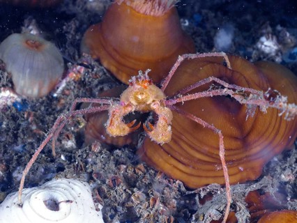 Scorpion spider crab (Inachus), spider crab, on a seabed between anemones and mussels. Dive site