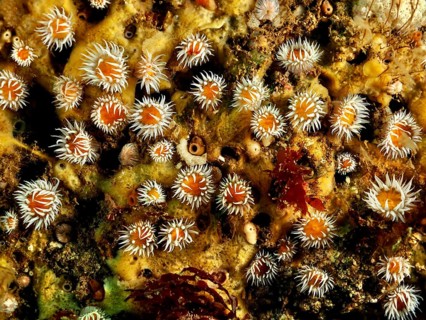 Variety of colourful mirror anemones (Actinothoe sphyrodeta) in the sea. Dive site Maharees
