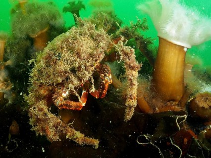 Spider crab (Maja squinado) camouflaged with algae in green water with sea anemones. Dive site