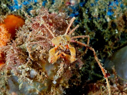 Scorpion spider crab (Inachus), spider crab, on sandy seabed. Dive site Rinvyle, Co. Galway, Irish