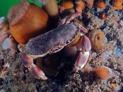 Crab (Cancer pagurus) on seabed with surrounding anemones and sand. Dive site Rinvyle, Co. Galway,