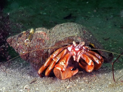 Striped hermit crab (Pagurus anachoretus) crawling on the seabed with its shell. Dive site Rinvyle,