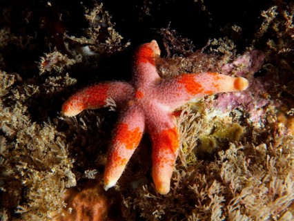 Colourful starfish (Henricia) with red and orange spots on algae. Dive site Ballycastle North,