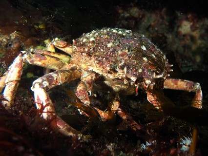 European spider crab (Maja squinado) with textured carapace in a dark underwater environment. Dive