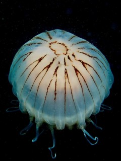 Luminous and transparent jellyfish with tentacles, compass jellyfish (Chrysaora hysoscella), in