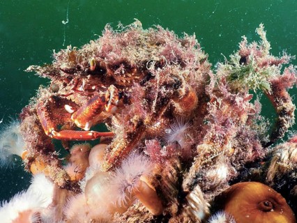 Spider crab (Maja squinado) camouflaged with algae in the underwater world. Dive site Rinvyle, Co.