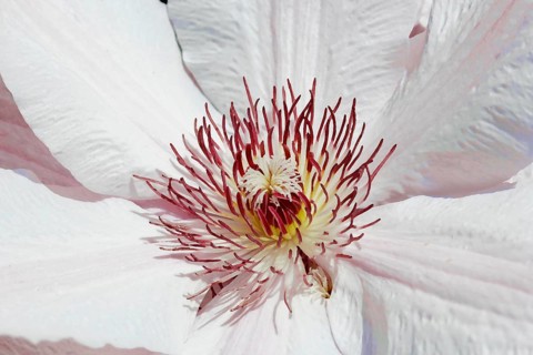 Clematis, North Rhine-Westphalia, Germany