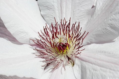 Clematis, North Rhine-Westphalia, Germany
