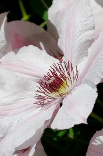 Clematis, North Rhine-Westphalia, Germany