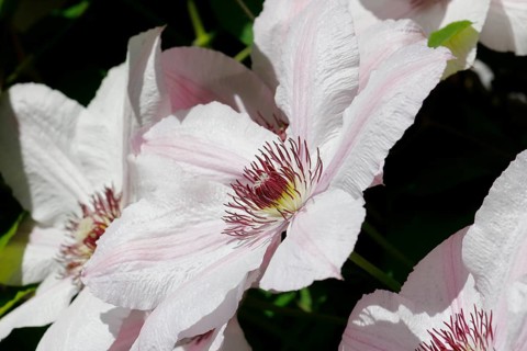 Clematis, North Rhine-Westphalia, Germany