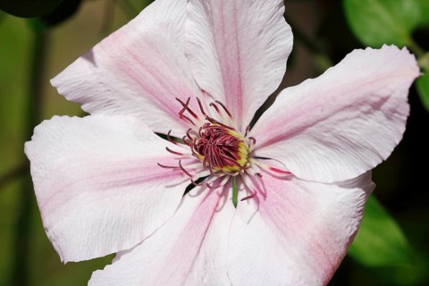 Clematis, North Rhine-Westphalia, Germany