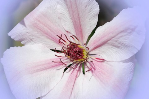 Clematis, North Rhine-Westphalia, Germany