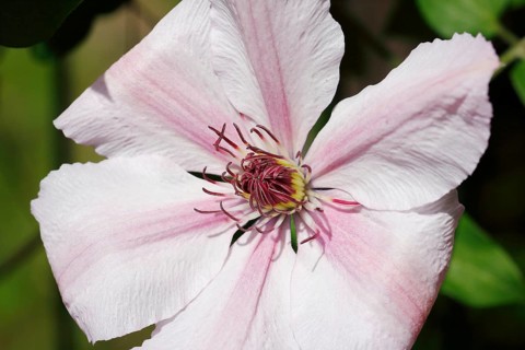 Clematis, North Rhine-Westphalia, Germany