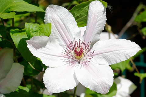 Clematis, North Rhine-Westphalia, Germany
