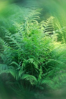 Lady fern (Athyrium filix-femina), alienation North Rhine-Westphalia, Germany
