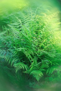 Lady fern (Athyrium filix-femina), alienation, North Rhine-Westphalia, Germany