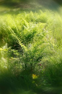 Lady fern (Athyrium filix-femina), alienation, North Rhine-Westphalia, Germany