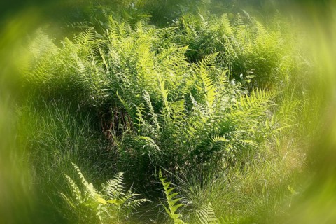 Lady fern (Athyrium filix-femina), alienation, North Rhine-Westphalia, Germany