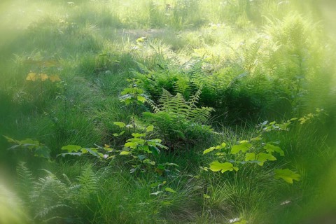 Lady fern (Athyrium filix-femina), alienation, North Rhine-Westphalia, Germany