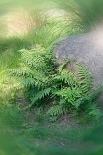 Lady fern (Athyrium filix-femina), alienation, North Rhine-Westphalia, Germany