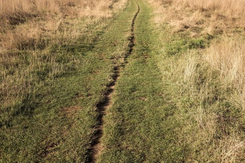 Borken, NRW, Germany, Footpath meandering across a field, dividing vibrant green and golden dry