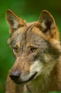 Wolf portrait in profile with thoughtful expression, surrounded by greenery, Wolf (Canis Lupos),