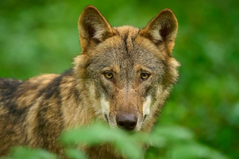 Wolf looking attentively in the greenery, close-up of his face, Wolf (Canis Lupos), Germany