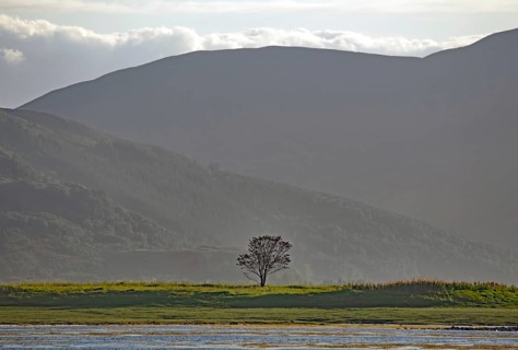 Single tree in a meadow in front of a strong, shady hill in the background, Dornie, Scotland, Great