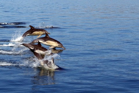 Group of dolphins jumping dynamically out of the blue sea water, Mallaig, Scotland, Great Britain