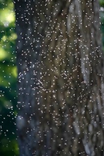 Swarm of flying insects, summer, Germany