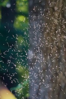 Swarm of flying insects, summer, Germany