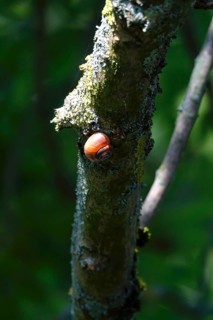 Snail on a tree trunk, summer, Germany