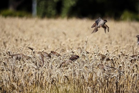 Cornfield with sparrows, summer, Germany